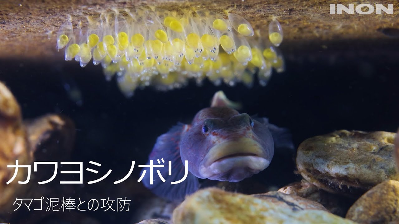 カワヨシノボリ－タマゴ泥棒との攻防－】INON X-2 R5 - YouTube