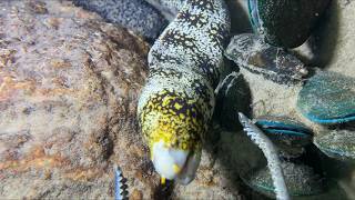 🐟️Diving under the sea to catch eels, crabs and sea cucumbers | Part 269