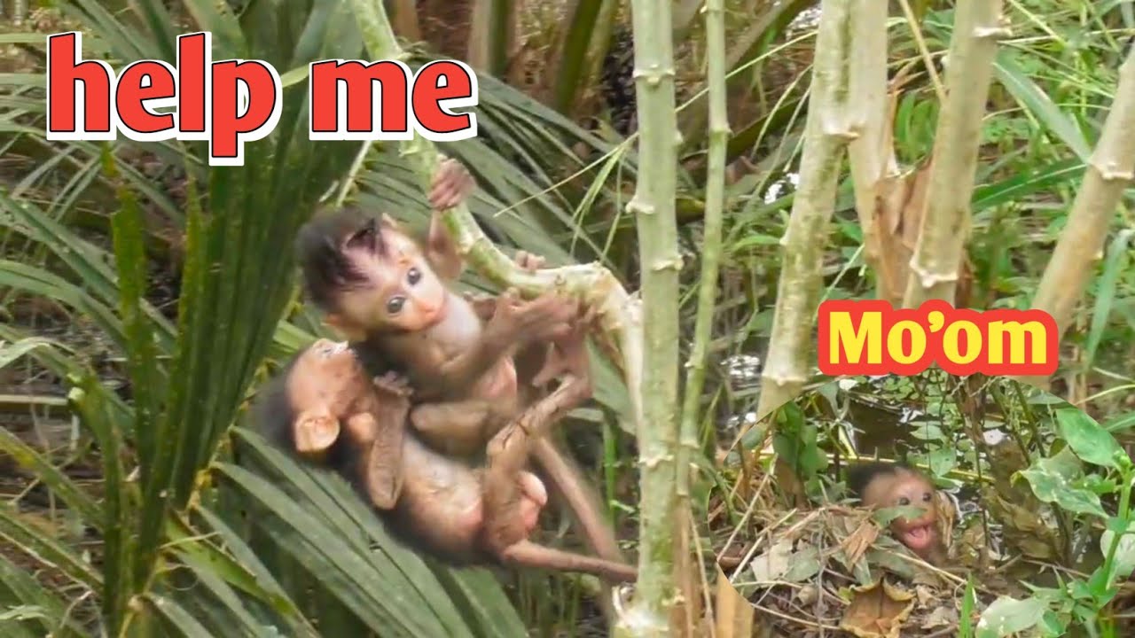H.e.l.p m.e..‼️p.o.o.r baby monkey 🥺🥺