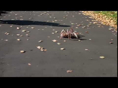 Сборная модель EWA SPIDER Eco Wood Art Паук на улице