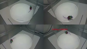 3D Animal Behaviour Analysis of Mice