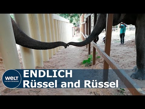 Kambodscha Pop Ikone Cher Rettet Einsamstem Elefant Flipboard
