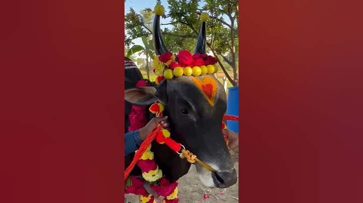 #pongal celebration #tn29 ... #APPU#