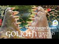 Goliath Tigerfish River Monster World Congo River & Goliath Tiger Fish Aquariums