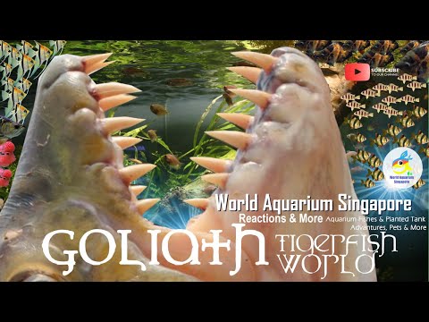 Goliath Tigerfish River Monster World Congo River & Goliath Tiger Fish Aquariums