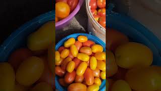 #shotrs #garden #tomato Талію будемо міряти?@Takesyake