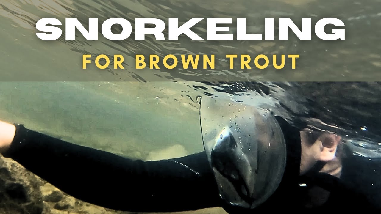 Snorkeling a Utah Stream for Brown Trout!