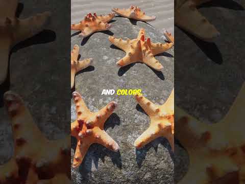Starfish ( The