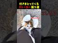 付きまとってくるストーカー猫5選#cat #面白集 #ねこ #笑ったら負け