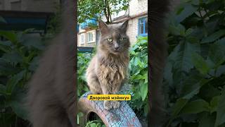 Живет на улице. Мэйнкун #кот #мэйнкун #бомж