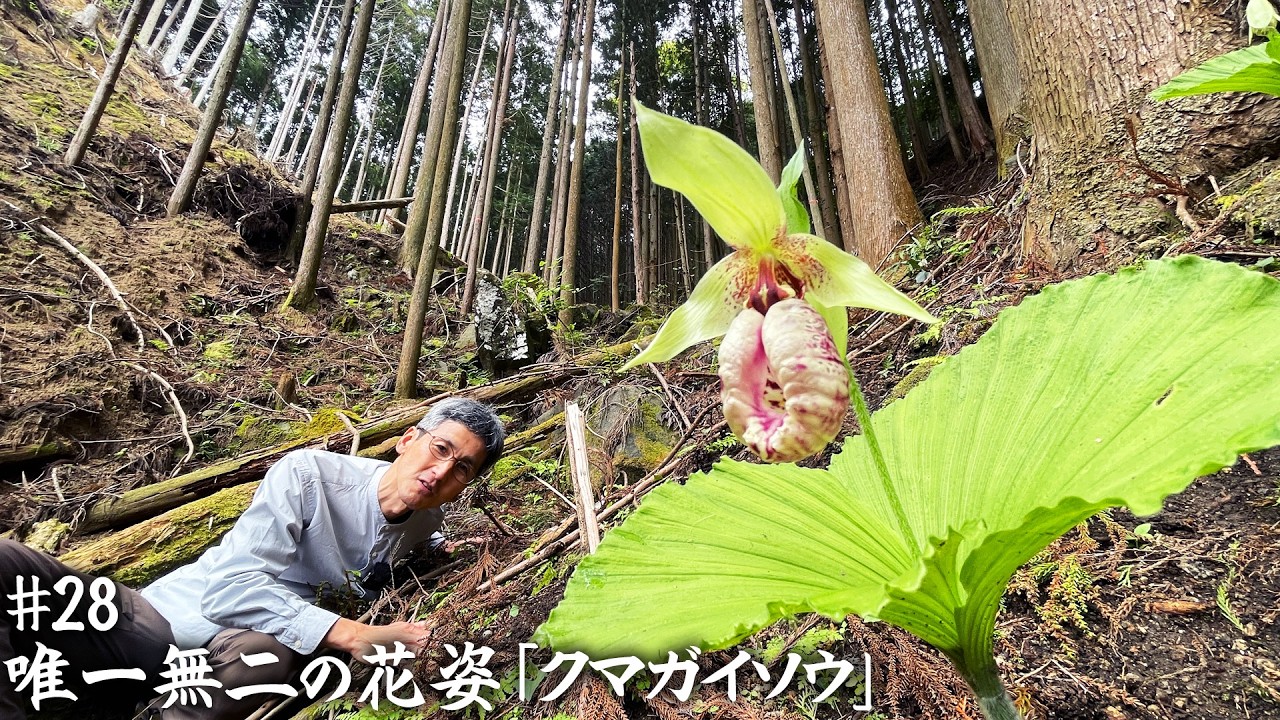 絶滅危惧種】第28回 歩き回ってやっと出会えた希少な『クマガイソウ
