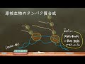 おうち生物　24. 原核生物の転写翻訳 (高校生物)