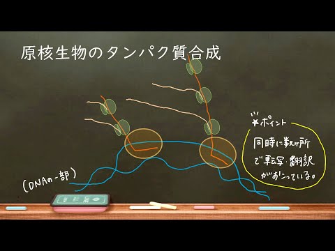 おうち生物　24. 原核生物の転写翻訳 (高校生物)