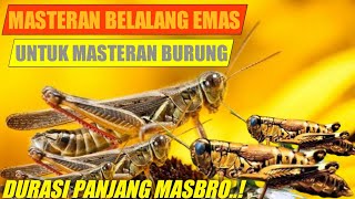 MASTERAN BELALANG EMAS DURASI PANJANG