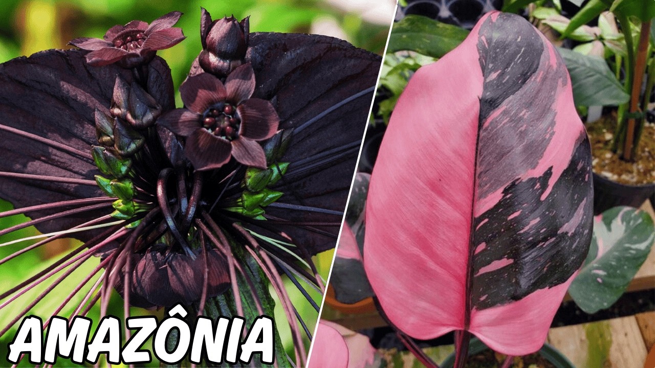 10 Plantas Incríveis nativas da Amazônia tão curiosas que só o brasil tem!