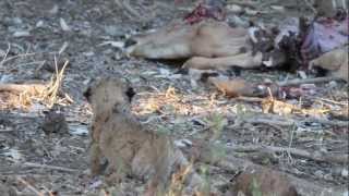 Lioness with cubs.mp4