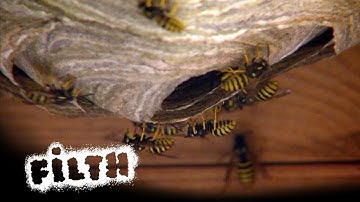 How To Remove A Wasps Nest | What