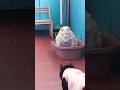 Коты приоделись и согрелись #cat