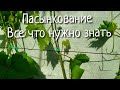 Пасынкование винограда. Как когда и зачем? Делаем правильно. Обязательная зеленая операция