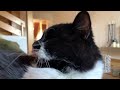 Cute Elderly Mustache Cat Sneezing Violently like a Human