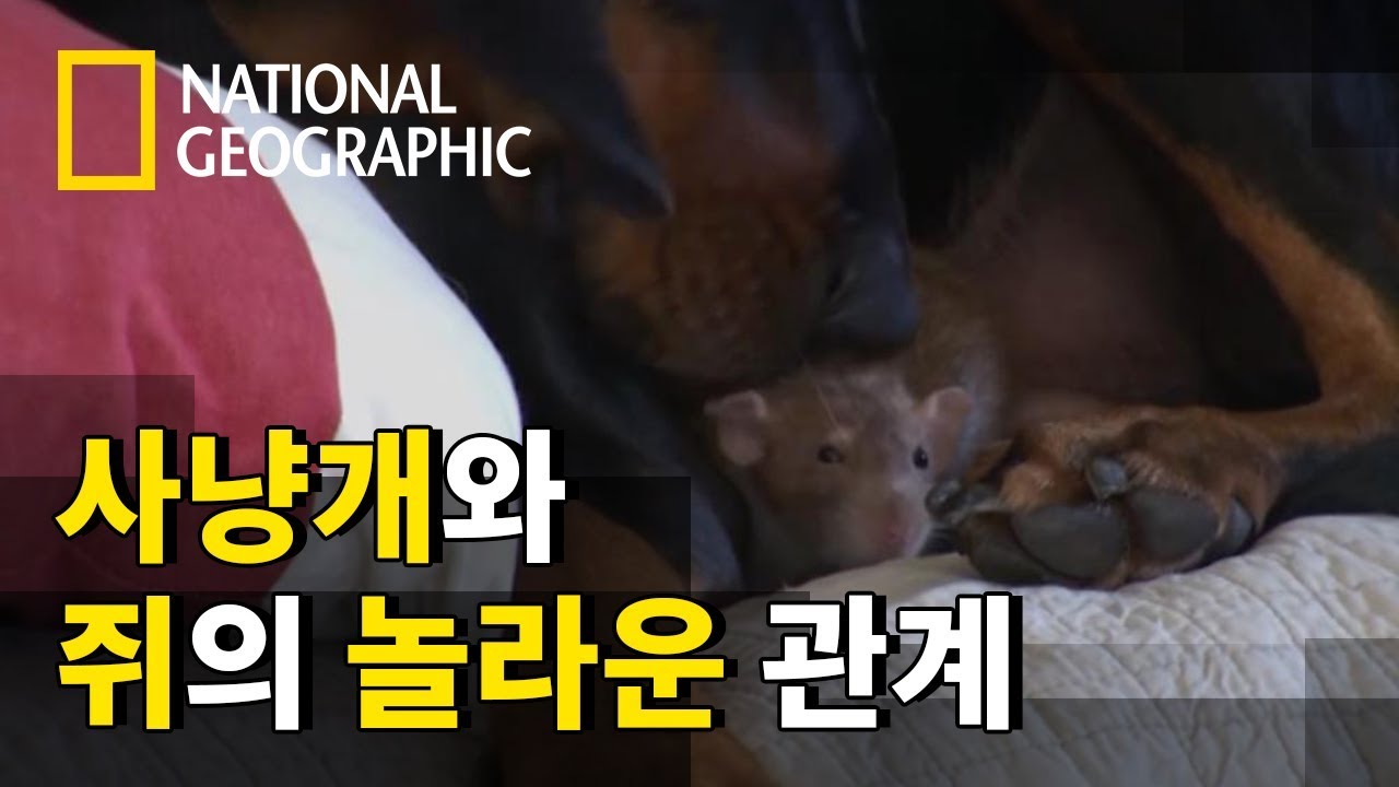 ⁣종의 장벽을 뛰어 넘은 사냥개의 사랑