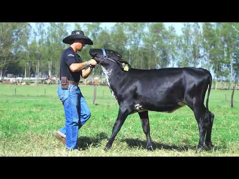 LOTE 47 0680 JPAN