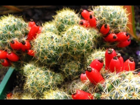 Video: Mammillaria ģints Kaktusi, Dažas Sugas, Aizturēšanas Apstākļi - 1