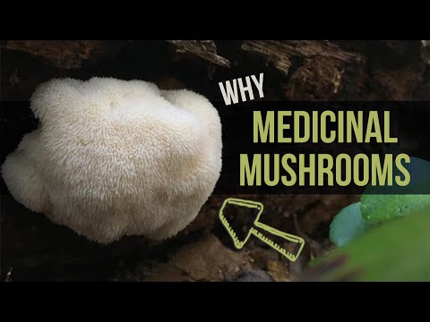 You * Should * ALSO EAT these 5 Medicinal/Functional Mushrooms. Here&rsquo;s Why!