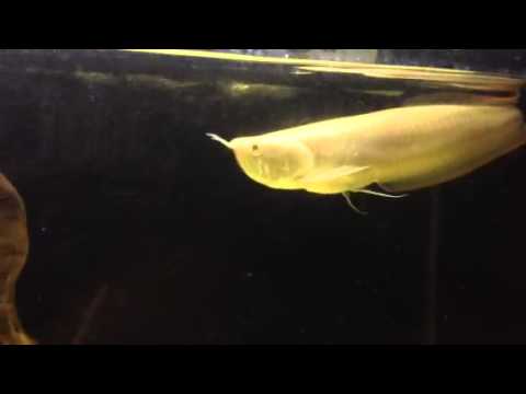 Albino silver arowana - YouTube