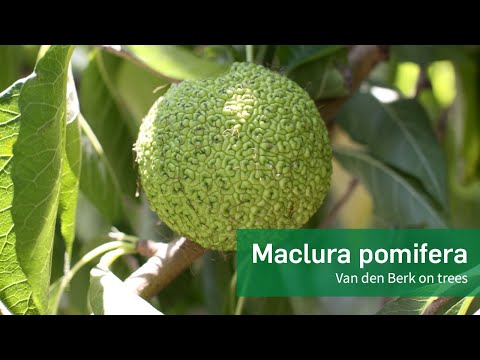 Video: Jeruk Maclura