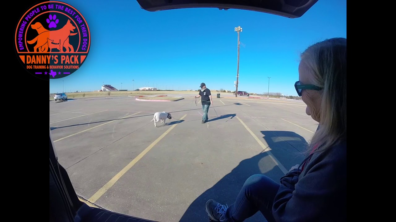 Aggressive Dog training | Dallas Dog Training | Ecollar Conditioning | The Bearded Dog Trainer