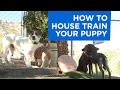 How to House Train Your Puppy How to House Train Your Puppy