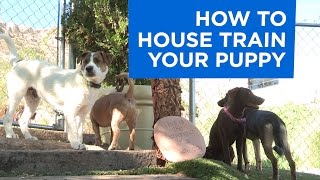 How to House Train Your Puppy