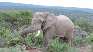 Big Elephant Bull feeding on Spekboom roots