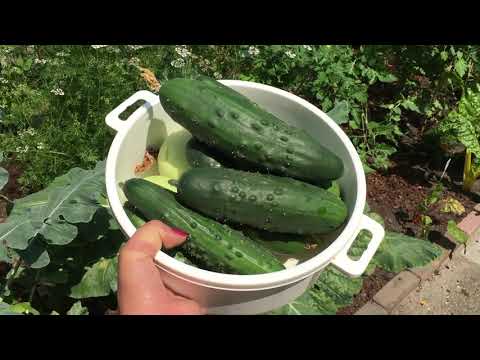 Video: Kan Komkommers Langs Courgette Geplant Word