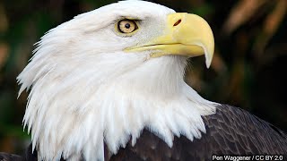 Famous 3 Bald Eagles Die, 10 Sick in MN After Eating Euthanized Animals Net Worth