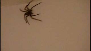 Eden Is A Magic World