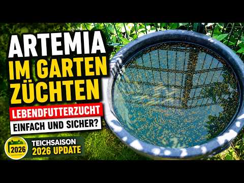 BREEDING ARTEMIA in the GARDEN! LIVE FOOD easy and safe?