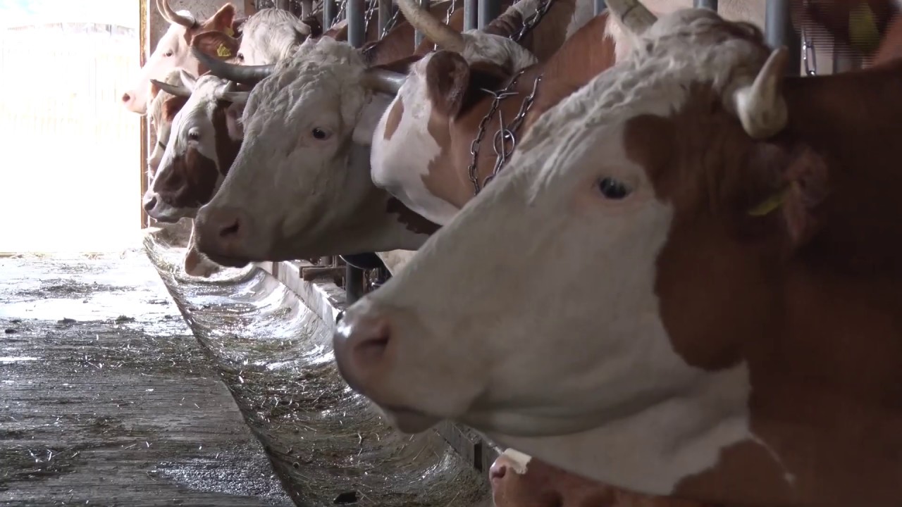 Četiri generacije u GOVEDARSKOJ PROIZVODNJI