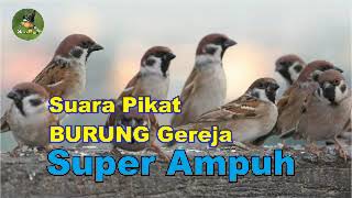 Suara Pikat Burung Gereja Super Ampuh Suara Pikat Burung Gereja Super Ampuh