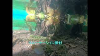 伊藤愛子　忘れたはずの愛　EPレコード　サイン入り　昭和歌謡 伊藤愛子 忘れたはずの愛 EPレコード サイン入り 昭和歌謡 2025