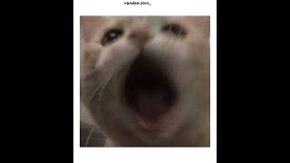 Uhm.. Random post..? #cats #kitties #random #randompost #favouriteanimal #cantescapeme