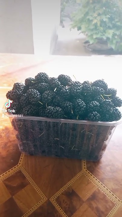 Шолковица. #отдых #природа #свобода - YouTube