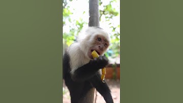 One Little Monkey 🐒 Fun Kids Song | Nursery Rhyme for Baby, Toddler & Preschool Learning