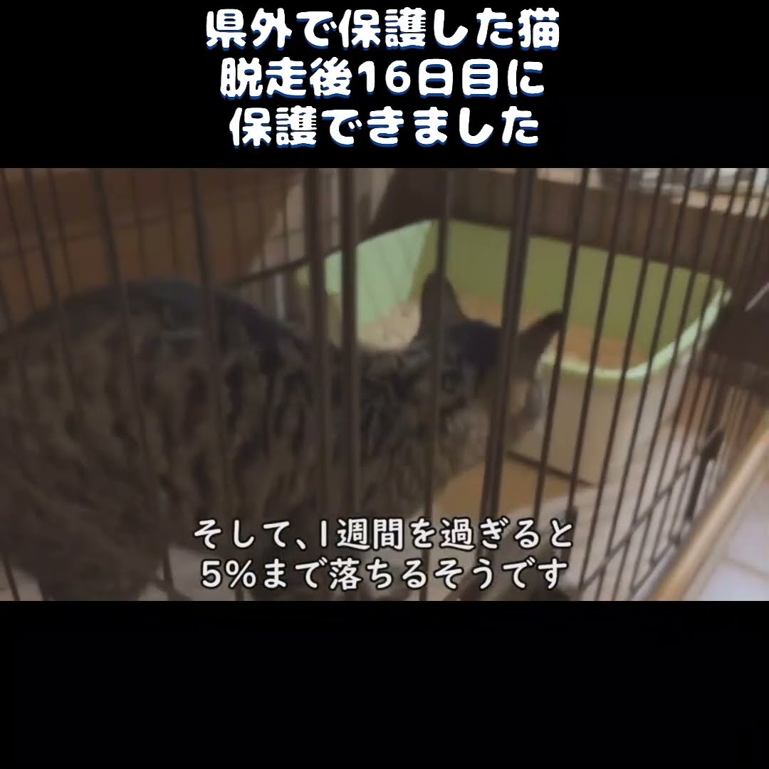 出しすぎちゃった猫 This video may be deleted] There's a scene in the second