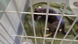 acs A668317
