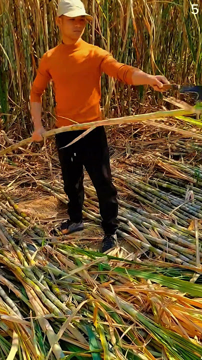 Super tajam!! Alat ini dapat membersihkan daun tebu dengan mudah #shorts