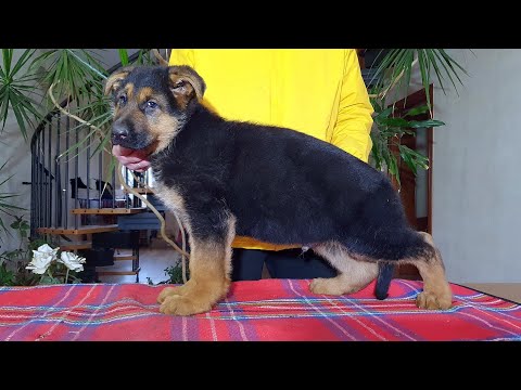 Продаётся СУПЕР ЩЕНОК Немецкой Овчарки! "ф. ФОКСБЕРГ" "v. FOXBERG" Одесса.