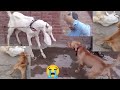 Dog Attack On Goat 😰 - Lilly Na Dholoo Bholoo Per Attack Kr Diya - Pit Bull Attack - 3mbvlogs