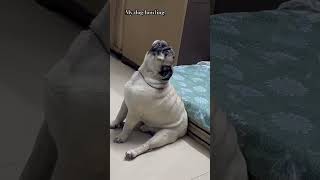 Other dog howling vs my dog #pug #dog #shorts #dogshorts